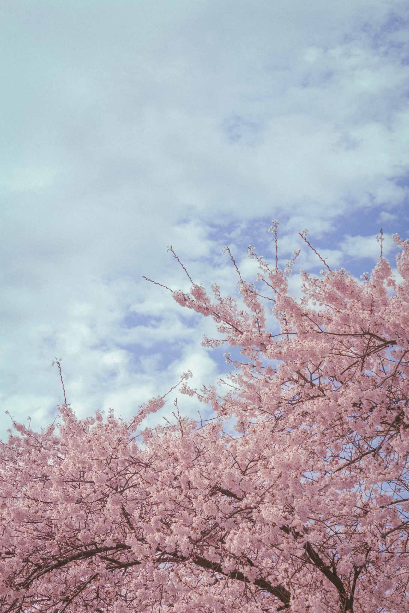 A collection of High Park's most iconic cherry blossom flowers during peak blooming season.
